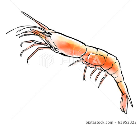 Food illustration seafood sweet shrimp 63952322
