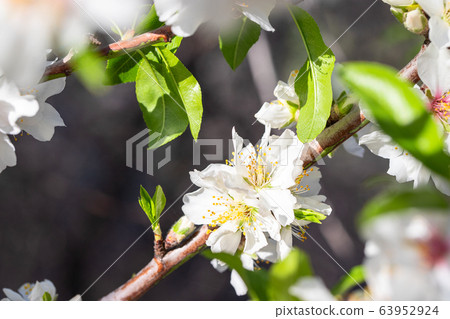 Close up of blooming almond tree with flowers at spring 63952924