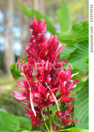Brazilian red cloak, Red Justicia or Megaskepasma Brazilian red cloak, Red Justicia or Megaskepasma 63954916