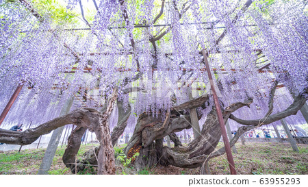 Saitama Prefecture's Natural Monument "Wisteria in Kamihada" Saitama Prefecture's Natural Monument "Wisteria in Kamihada" 63955293