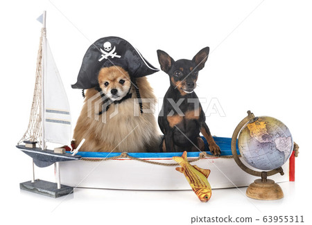 miniature pinscher and spitz 63955311