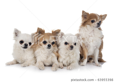 chihuahuas in studio chihuahuas in studio 63955398