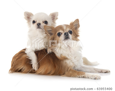 chihuahuas in studio chihuahuas in studio 63955400