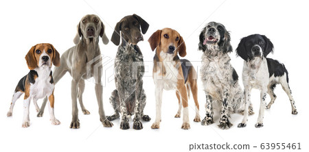 hunting dogs in studio 63955461