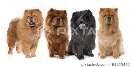chow chow dogs chow chow dogs 63955473