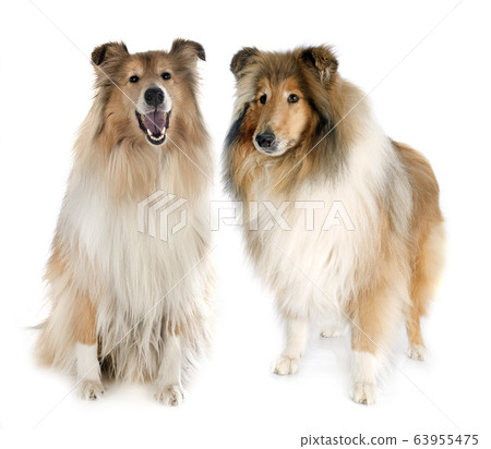 Rough Collies in studio Rough Collies in studio 63955475