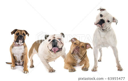 bulldogs in studio 63955477