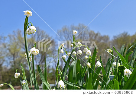 雪花（Suzuran Narcissus） 63955908