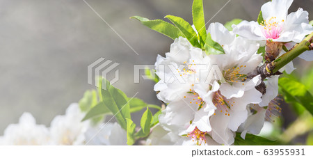 Almond tree branch with blooming white flower 63955931