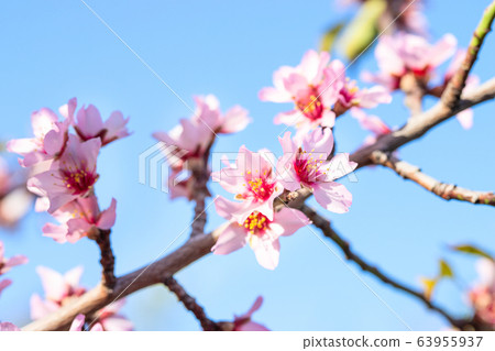 Almond tree branch with blooming flower 63955937