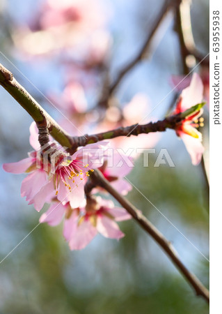 Almond tree branch with blooming flower 63955938