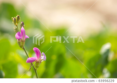 Pink flowers blossoming of Ipomoea pes-caprae Background blurry  of green leaves. 63956229