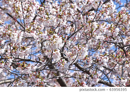 Cherry Blossoms Cherry Blossoms 63956395