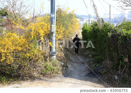 Seongbuk-gu, Jeongneung-dong, Alleyway, Spring 63956755
