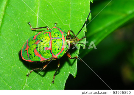 Akasujikin beetle Akasujikin beetle 63956890
