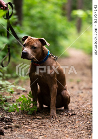 Adorable red dog walks outdoor at summer Adorable red dog walks outdoor at summer 63957142