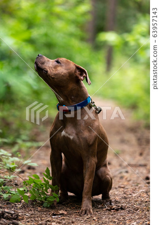 Adorable red dog walks outdoor at summer Adorable red dog walks outdoor at summer 63957143