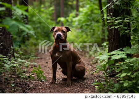 Adorable red dog walks outdoor at summer Adorable red dog walks outdoor at summer 63957145