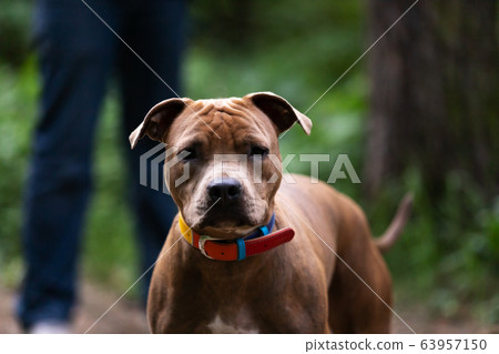Adorable red dog walks outdoor at summer 63957150