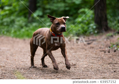 Adorable red dog walks outdoor at summer Adorable red dog walks outdoor at summer 63957152