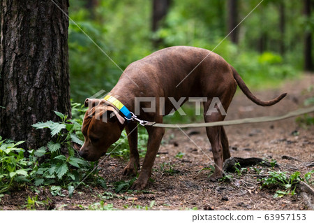 Adorable red dog walks outdoor at summer Adorable red dog walks outdoor at summer 63957153
