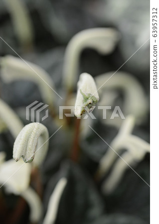Radiator plant Lilian 63957312