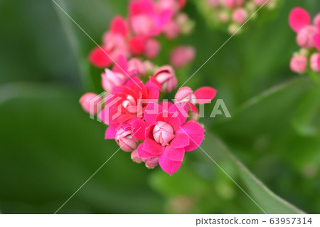Florist kalanchoe 63957314