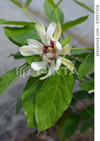Sweetshrub Venus Sweetshrub Venus 63957316