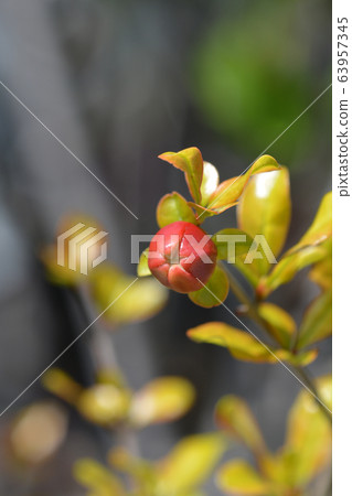 Pomegranate 63957345