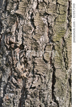 Eastern white pine 63957349