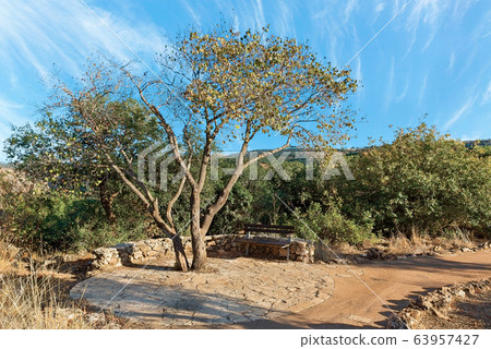 bench under a tree bench under a tree 63957427