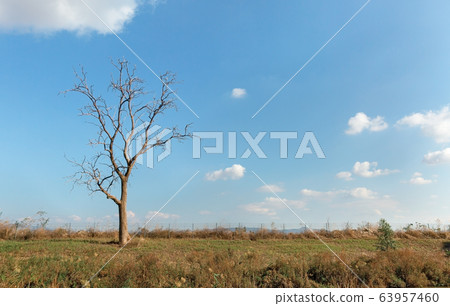 tree against the sky with clouds 63957460