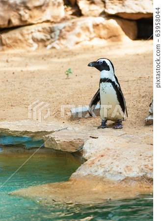 beautiful south african penguin 63958044
