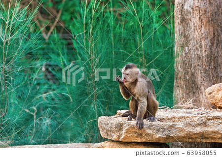 macaque monkey 63958055