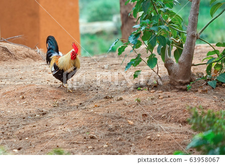 Beautiful rooster 63958067