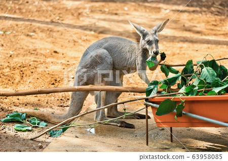Gray Australian Kangaroo 63958085