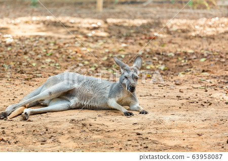 Gray Australian Kangaroo 63958087