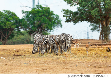 Beautiful zebras Beautiful zebras 63958092
