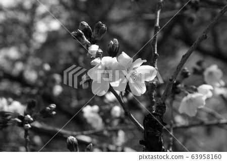 單色，櫻桃，樹木，植物（2020年4月註冊）最大尺寸：M 63958160