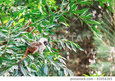 Tamarin monkey Tamarin monkey 63958165