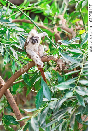 Tamarin monkey Tamarin monkey 63958167