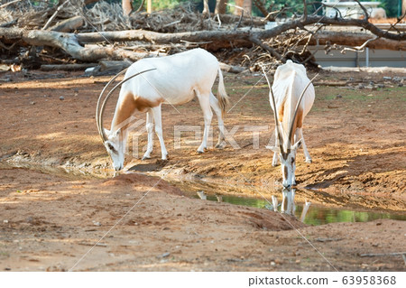 Addax on a background of green trees Addax on a background of green trees 63958368