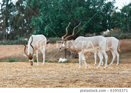 Addax on a background of green trees Addax on a background of green trees 63958371