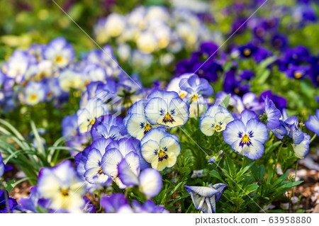 春天花三色堇 63958880