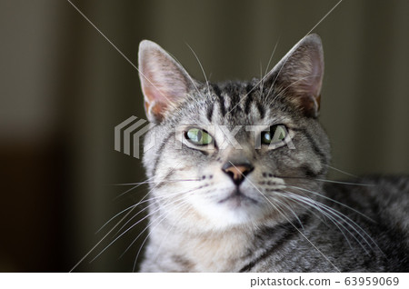 Beautiful cat Beautiful cat 63959069