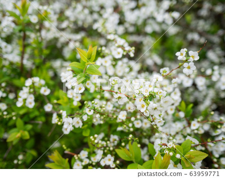 Blooming cherry tree. Beautiful white flowers on clear blue sky background. Sunny spring day. 63959771