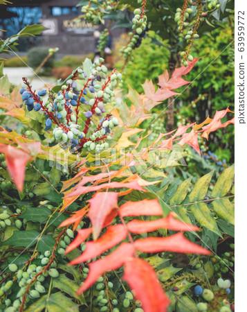 Mahonia aquifolium or Oregon grape. Blue berries with bright green and red leaves. 63959772