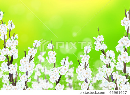 Cherry blossom illustration, Cherry blossom illustration, 63961627