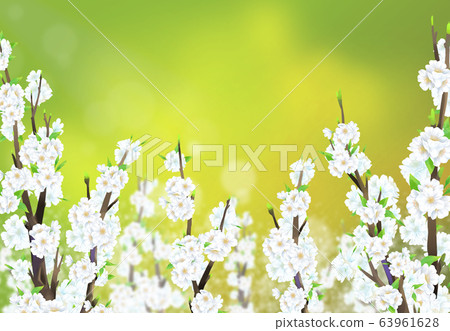Cherry blossom illustration, Cherry blossom illustration, 63961628