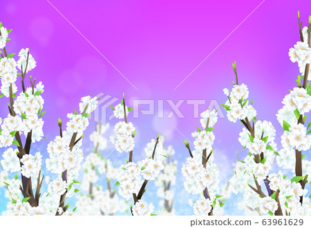 Cherry blossom illustration, 63961629